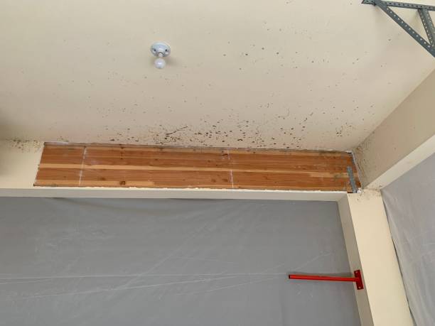 Dehumidification Services in Timber Pines, FL