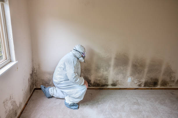 Best Mold Removal for HVAC Installations  in Timber Pines, FL